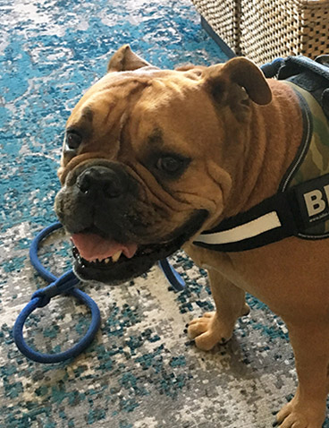 bruno