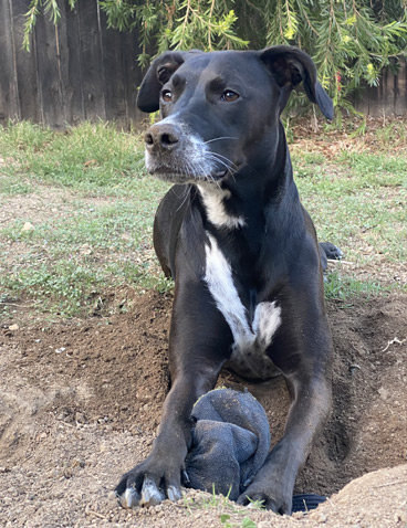 dina