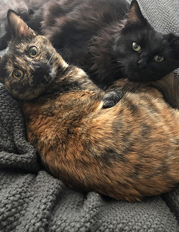 loki-freya